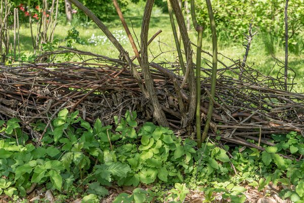 Haie s&egrave;che, haie benjes, haie de bois mort