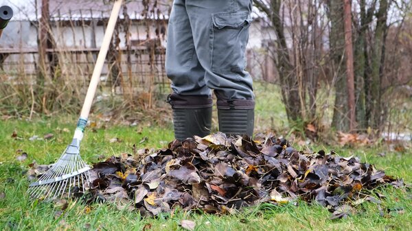 Tas de feuilles mortes