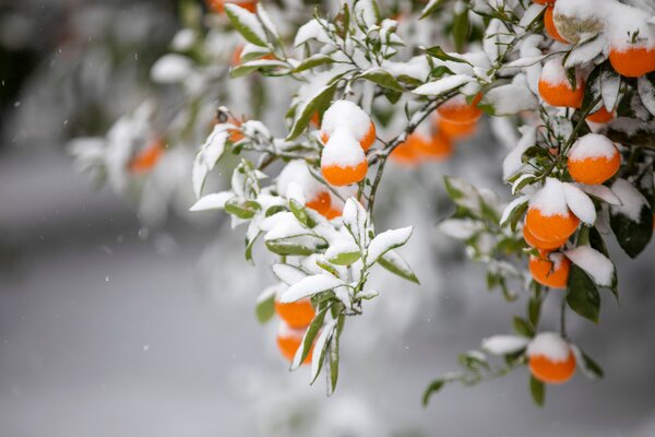 Citrus, Mandarinier, Citrus reticulata, Neige