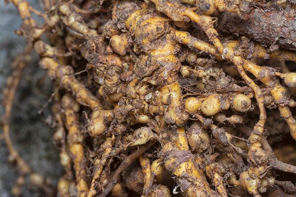 galles &eacute;paissies sur les racines, qui g&ecirc;nent beaucoup la croissance de la plante, nematodes