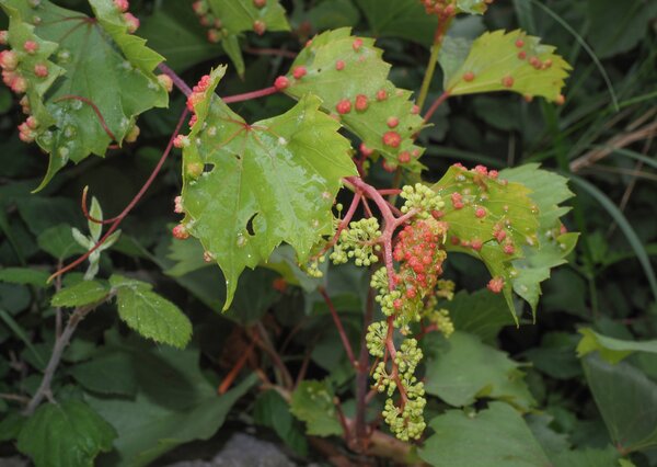 Phyllox&eacute;ra, Daktulosphaira vitifoliae (syn. Phylloxera, Viteus), d&eacute;g&acirc;ts sur le feuillage