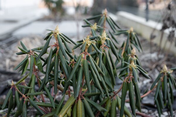 Rhododendron, Plantes rustiques, enroulement des feuilles