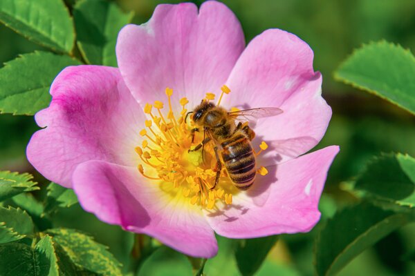 Roses parfum&eacute;es, Rosac&eacute;es, abeille, fleur de rose, pollinisation