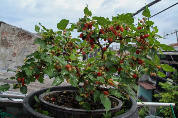 M&ucirc;rier en pot, Mojo Berry