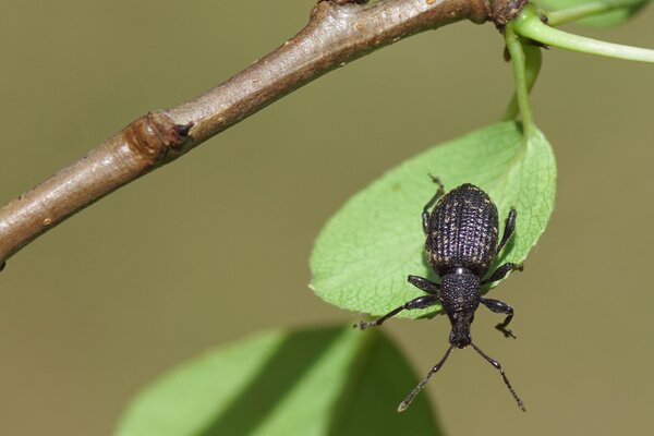 Charan&ccedil;on, Otiorhynchus sulcatus, col&eacute;opt&egrave;re adulte