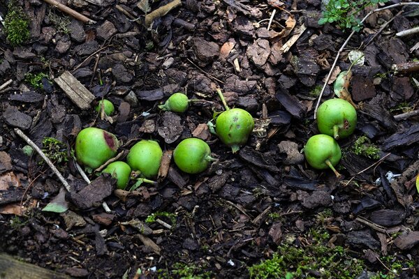chute des fruits en juin