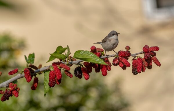 M&ucirc;res, oiseau, fauvette