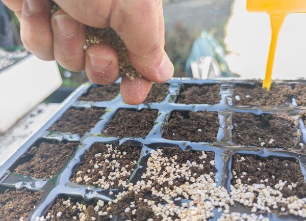 Semer les l&eacute;gumes-fruits avant la saison, vermiculite