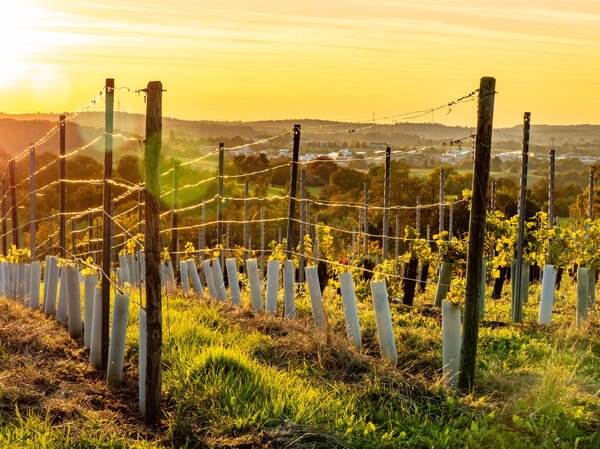Faire pousser la vigne