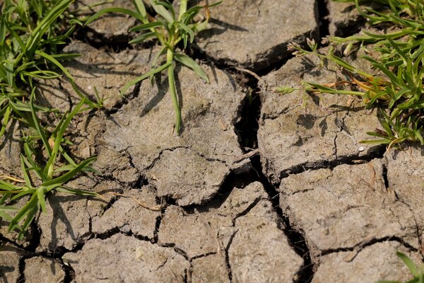 fissures du sol, pr&eacute;server l'humidit&eacute; du sol, s&eacute;cheresse dans le jardin