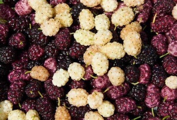 Maulbeeren gesund