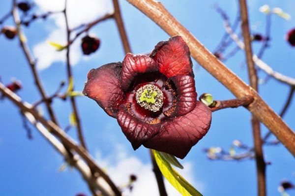 Banane indienne Pawpaw