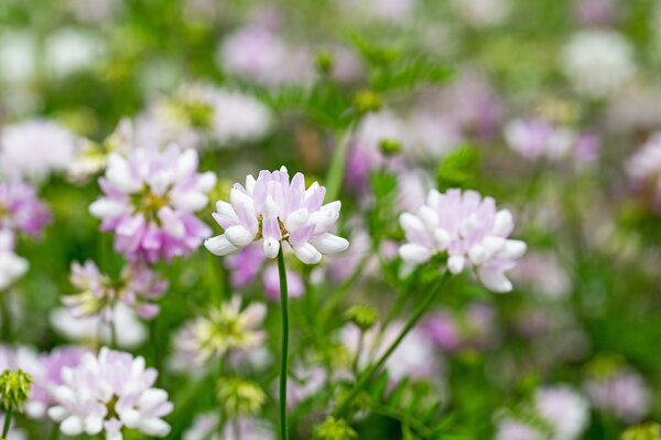 Engrais vert Luzerne