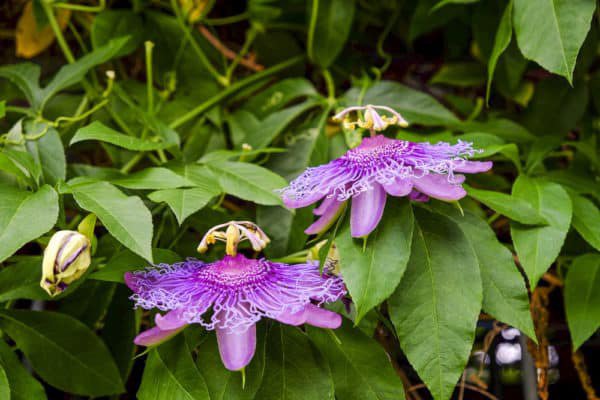 Passiflore rustique