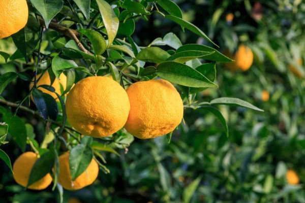 Arbre yuzu