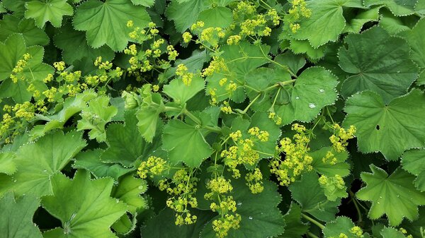 Frauenmanteln, Alchemilla mollis