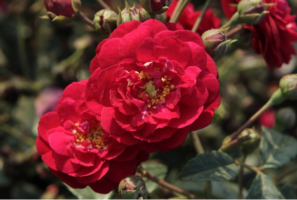 Starlet Rose Lola, planter des rosiers grimpants