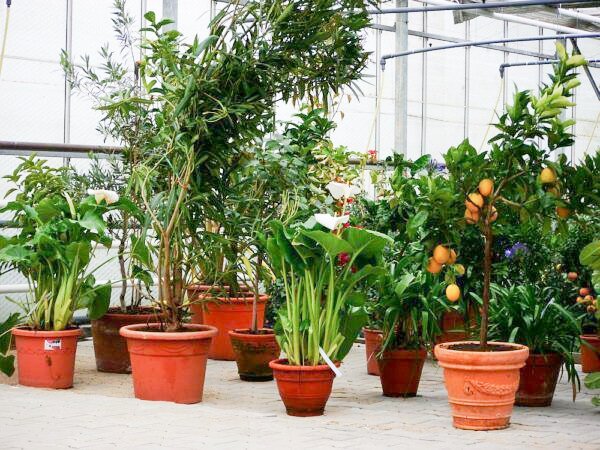 Protection hivernale pour plantes en pot, Lubera
