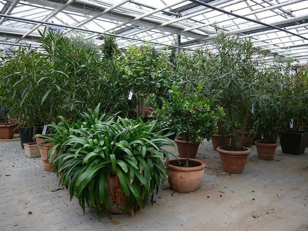 Protection hivernale pour plantes en pot, Lubera