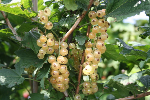 Cultiver des groseilliers groseillier blanc Blanchette Lubera, planter des groseilliers