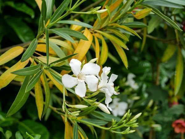 Le laurier-rose se d&eacute;garnit peu &agrave; peu en perdant ses feuilles - une taille s&rsquo;av&egrave;re utile&nbsp;!