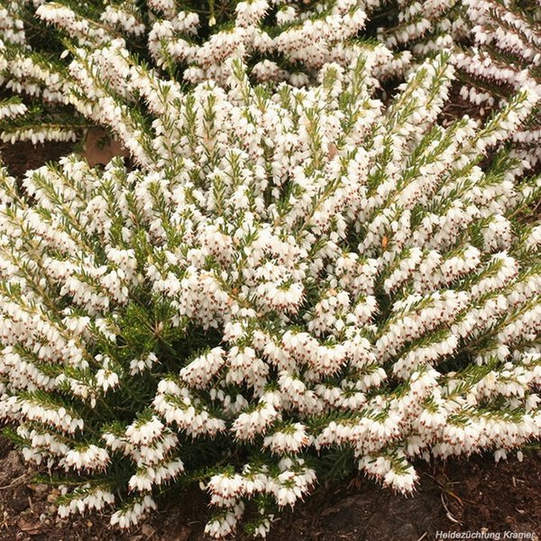 Winterbl�hende Heide 'White Perfection'