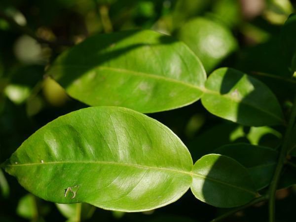 Arbre yuzu