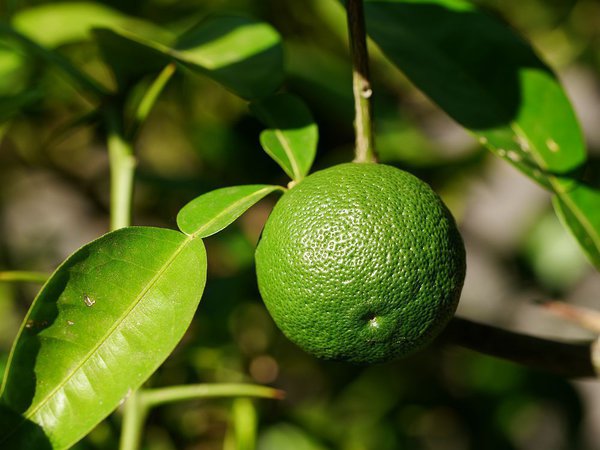 Fruit du Yuzu, cr&eacute;er un jardin-for&ecirc;t