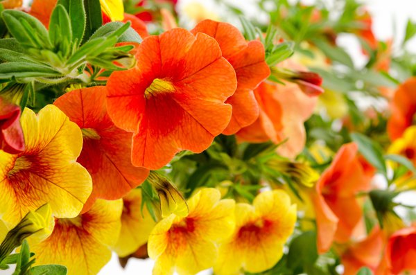 Calibrachoa : Caract&eacute;ristiques, soins & r&eacute;sistance au froid