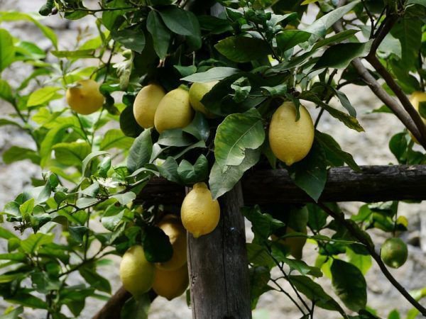 Un citronnier perd ses feuilles