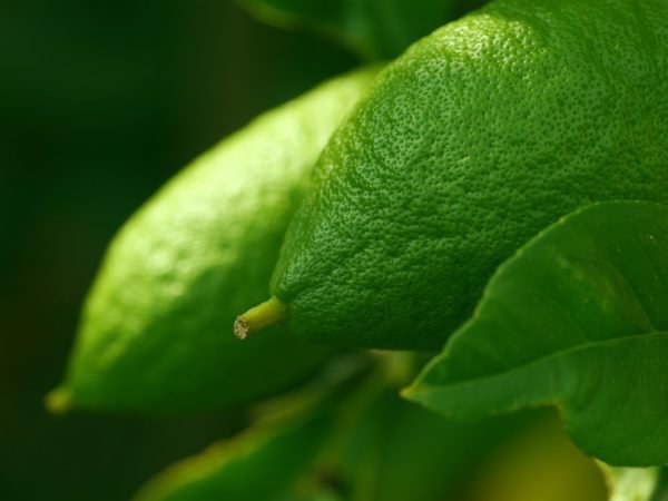 Arroser le citronnier