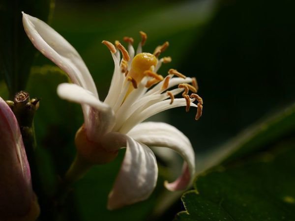 R&eacute;colte des citrons